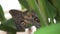 Closeup of Colorful Blue Clipper Butterfly Parthenos Sylvia With Lilac Blue Markings on Its Open Wings on a Leaf. This Large But