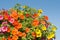 Closeup of colorful Calibrachoa flowers