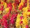 Closeup of colorful Celosia flowers  for beautiful environment and garden