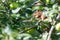 Closeup of a colorful chipmunk in an apple tree