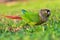 Closeup of a colorful Conure