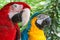 Closeup colorful couple macaws on green nature