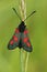 Closeup of the colorful diurnal Six- spot burnet moth , Zygaena filipendulae on green background