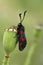 Closeup on a colorful diurnal Six-spotted burnet moth Zygaena filipendula in the field