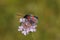 Closeup on a colorful diurnal six spotted burnet moth, Zygaena filipendula on a pin scabious flower