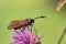 Closeup on a colorful diurnal six spotted burnet moth, Zygaena filipendula on a purple knapweed flower