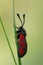 Closeup on the colorful diurnal Slender Scotch Burnet moth, Zygaena loti on a straw of grass