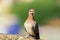 Closeup of colorful Dove, Pigeon with small branch