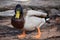 Closeup of a colorful drake on a lake in Kassel, Germany