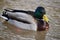 Closeup of a colorful drake swimming in a lake in Kassel, Germany