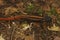 Closeup on a colorful but endangered adult Tiannan Crocodile Newt, Tylototriton yangi sitting on the ground