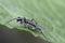 Closeup on the colorful European , Pied Pachyprotasis rapae sawfly, sitting on a green leaf