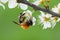 Closeup on a colorful female Grey-patched mining bee, Andrena nitida on a white blackthorn flower , Prunus spinosa