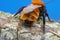 Closeup of a colorful female Tawny mining , Andrena fulva infected with a parasite Stylops nevinsoni in her back body