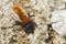 Closeup of a colorful female Tawny mining , Andrena fulva sunbathing on wood