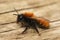 Closeup on a colorful female tawny mining bee, Andrena fulva sitting on wood