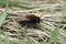 Closeup on a colorful fluffy female Tawny mining bee, Andrena fulva, sitting on the ground