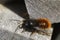 Closeup on a colorful fluffy male European horned mason bee, Osmia cornuta at the bee-hotel