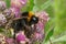 Closeup on a colorful fluffy vestal cuckoo bumblebee, Bombus vestalis, on a purple thistle flower