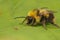 Closeup on a colorful fluffy yellow early-nesting bumblebee Bombus pratorum queen sitting on a green leaf