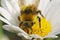 Closeup on a colorful fluffy yellow early-nesting bumblebee Bombus pratorum queen sitting on a white flower