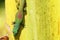 Closeup of colorful gecko of Madagascar