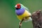 Closeup of a colorful Gouldian finch (Chloebia gouldiae) standing on the narrow branch