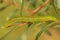 Closeup on a colorful green caterpillar of the Herald moth, Scoliopteryx libatrix sitting on Salix leaf