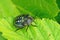 Closeup of a colorful green nymph of the Southern Green Stink Bug, Nezara virudula