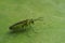 Closeup on a colorful green sawfly , Rhogogaster scalaris, siting on leaf