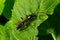 Closeup on a colorful green sawfly,Tenthredo mesomela on a green geranium leaf in the garden