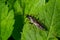 Closeup on a colorful green sawfly,Tenthredo mesomela on a green geranium leaf in the garden