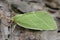 Closeup on the colorful green Scarce Silver-lines owelt moth, Bena bicolorana