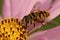Closeup on a colorful hairy Batman hoverfly, Myathropa florea, sitting on a pink Cosmos flower