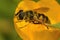 Closeup on a colorful hairy Batman hoverfly, Myathropa florea, sitting on a yellow buttercup flower