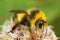 Closeup on a colorful hairy white tailed bumblebee , Bombus lucorum