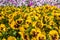 Closeup of colorful horizontal flowerbed made of pink and yellow