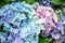 Closeup of colorful hydrangea