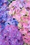 Closeup of colorful hydrangea