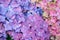Closeup of colorful hydrangea