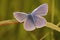 Closeup on the colorful Icarus blue butterfly , Polyommatus icarus