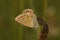 Closeup on a colorful Icarus blue butterfly , Polyommatus icarus sitting with closed wings