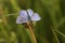 Closeup on a colorful Icarus blue butterfly , Polyommatus icarus sitting with open wings in a meadow