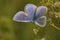 Closeup on a colorful Icarus blue butterfly , Polyommatus icarus sitting with open wings in a meadow