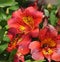 Closeup of Colorful Inca Lily flowers in Full Bloom in a Garden