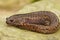 Closeup on a colorful Japanese Hida streamside salamander, Hynobius kimurae