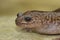 Closeup on a colorful Japanese Hida streamside salamander, Hynobius kimurae sitting on a stone