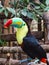 Closeup of a colorful keel billed toucan in papiliorama