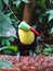 Closeup of a colorful keel billed toucan in papiliorama