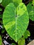 Closeup colorful Kuchu leaf Indian Caladium bicolor rose plant ,elephant ear ,heart of Jesus ,angle wings